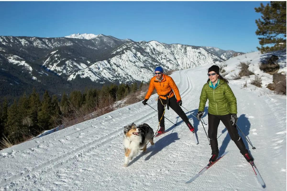 ski joëring avec son chien