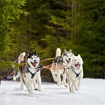 chiens de traineau dans la neige