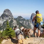 Chien avec son maitre en cani rando