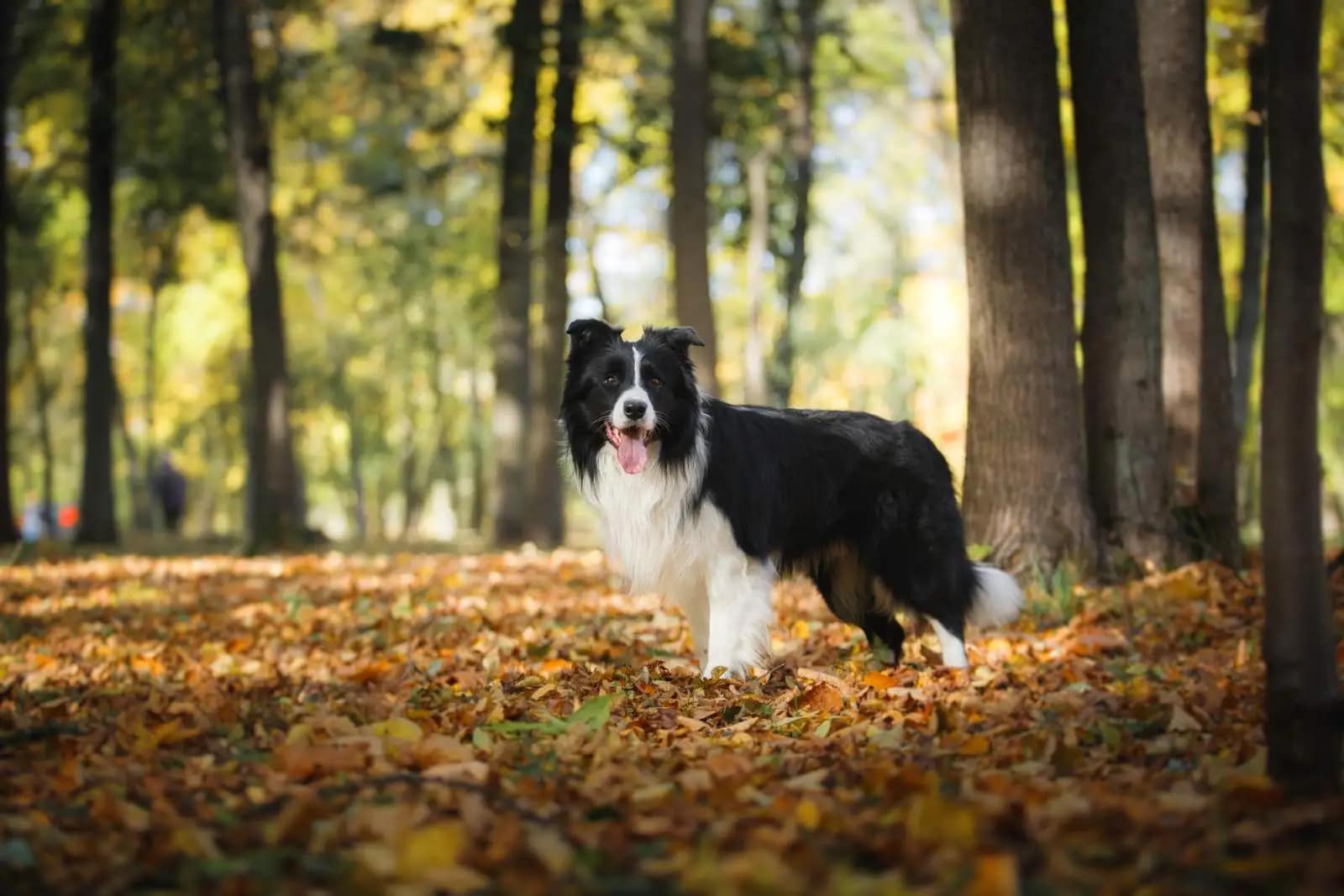 Randonnée Border Collie