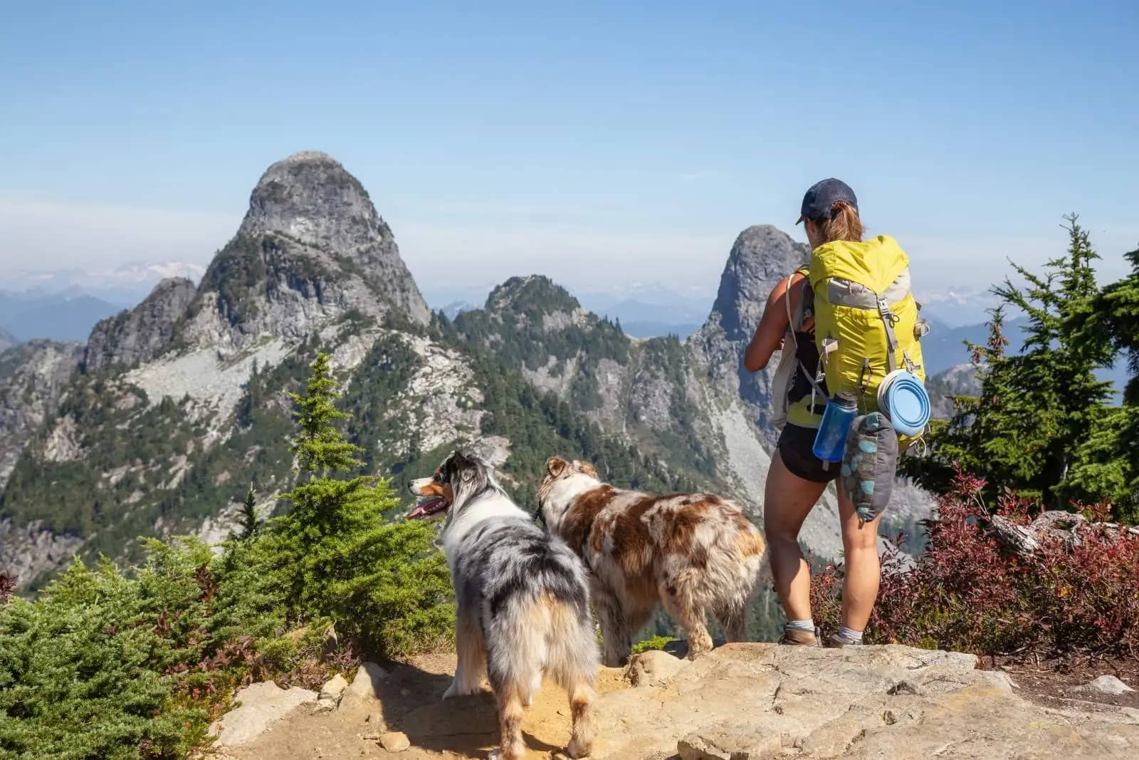 Chien avec son maitre en cani rando
