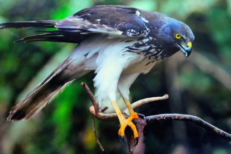 Un papangue sur une branche