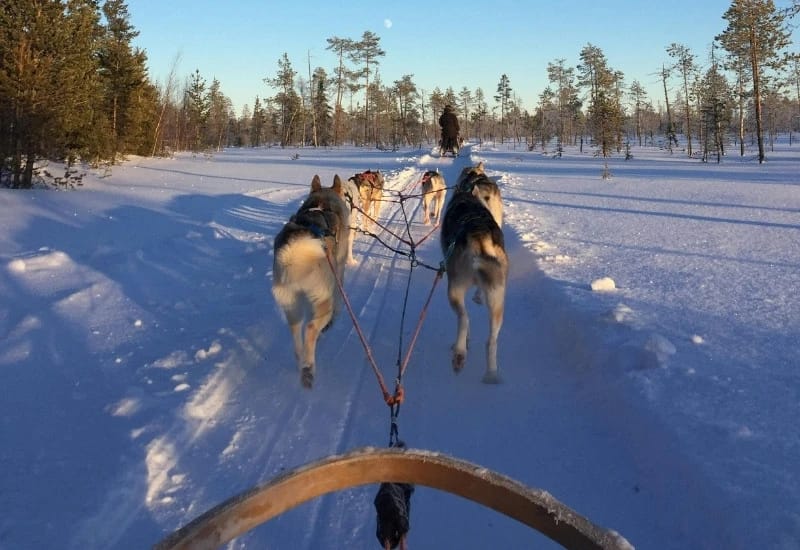 chiens de traineau sur un chemin enneigé