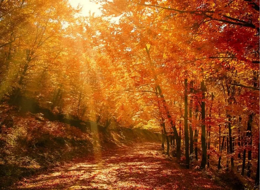 Forêt massif Belledonne en automne