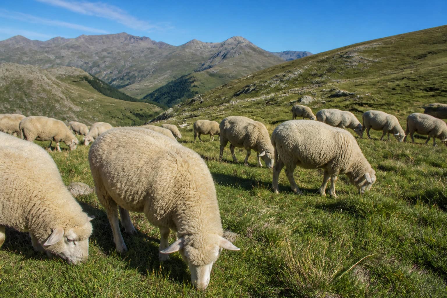 Entretien et durabilité de votre équipement en laine